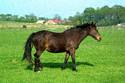 Image Ref: 01-12-2 - Horse