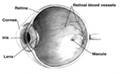 Diagram of a  eye. Note that not all eyes have the same anatomy as a human eye.