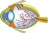 Color Cross Section Illustration of the Human Eye courtesy of Classroom Clip Art&nbsp;(http://classroomclipart.com)
