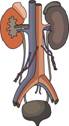 Kidney Clipart provided by Classroom Clip Art&nbsp;(http://classroomclipart.com)