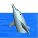 3d Dolphin