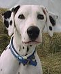 Dalmation Photo