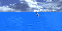 Dolphin from http://www.animfactory.net