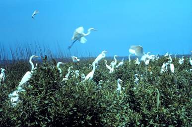 NOAA Photo Library Image - nerr0341