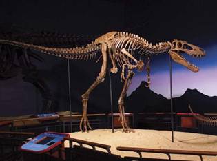 The exhibit �Jane: Diary of a Dinosaur,� which opened June 30 at the Burpee Museum in �[Credits : Photo by M. Graham]