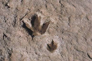 Fossilized footprint of an unidentified dinosaur.[Credits : � Getty Images]