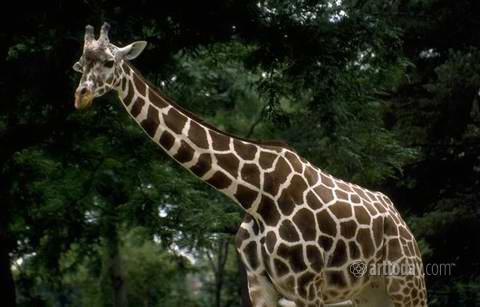 wm_giraffes_001