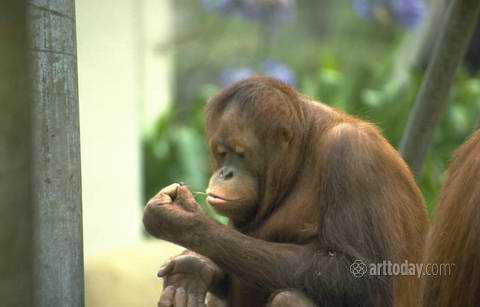 wm_primates_008