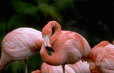 wm_flamingo_002