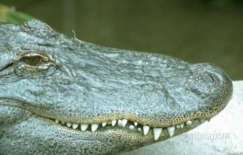 wm_reptiles_006