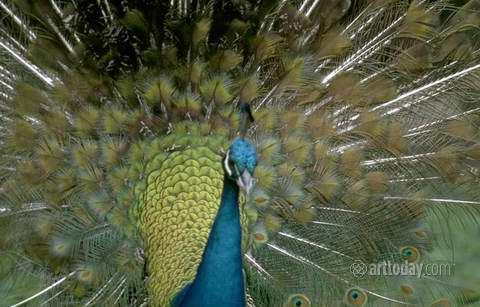 wm_peacocks_002