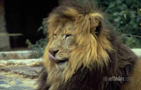 wm_bigcats_050