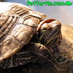 Hi, I'm Jack, Welcome to PetTurtle.com!