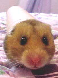 Hamster In A Toilet Paper Tube