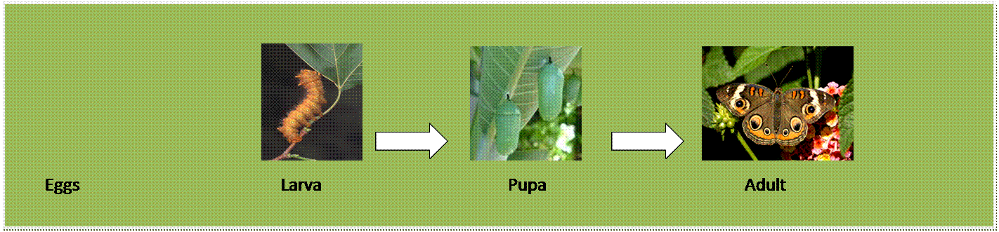 Text Box:           
                                                                                   
	Eggs						Larva                                            Pupa						      Adult
