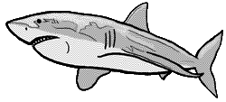 shark