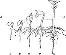 Bean Seed Stages