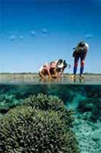 A photograph of tourists examining coral on the Great Barrier Reef.