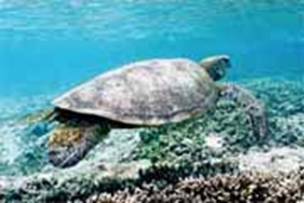Photograph of a turtle swimming,  Great Barrier Reef